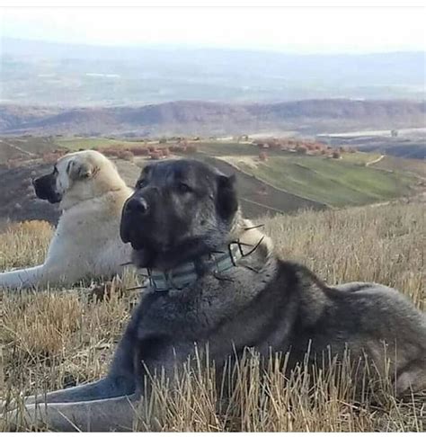 Exceptional Turkish Boz Shepherd: A True Mountain Companion