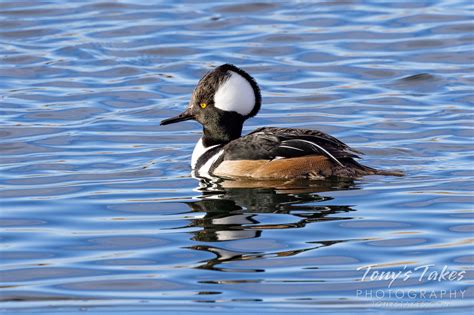 Male hooded mergansers strutting around the pond | Tony's Takes Photography