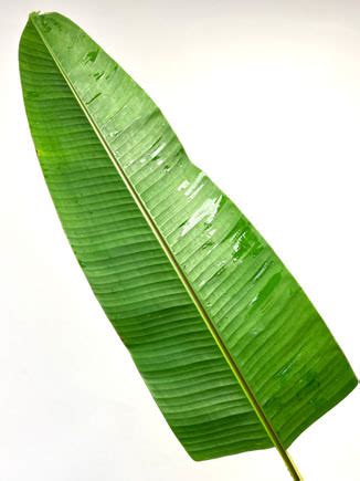 Banana Leaves | National Orchids Inc