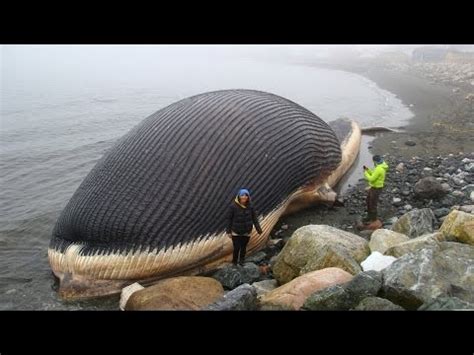 Biggest Animals Ever Lived on Earth - YouTube