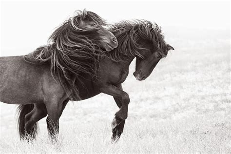 Discovering the Horses of Sable Island