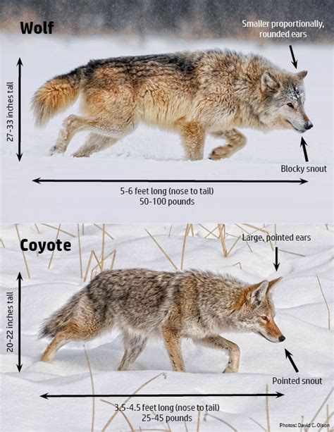 Wisconsin Wolf Hunt