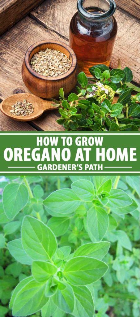 How to Plant and Grow Oregano | Gardener’s Path