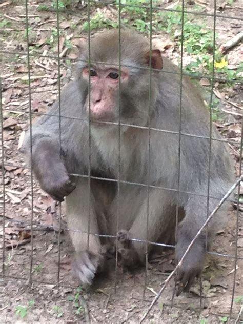 Monkey - at Zoo of Acadiana