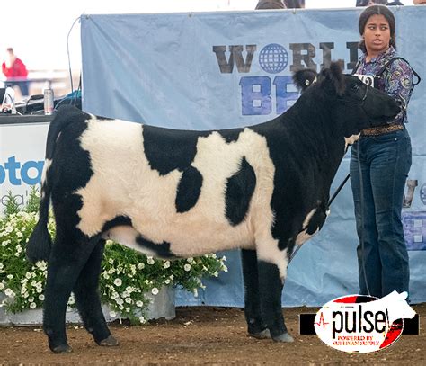 2023 World Beef Expo | Junior Commercial Heifers | The Pulse