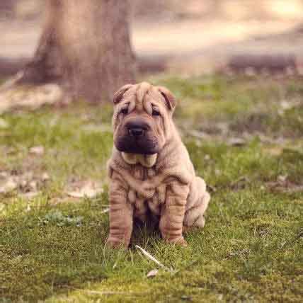 The Shar-Pei Temperament | PetCareRx