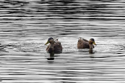 Dabbling Ducks Photograph by Dale Kincaid - Pixels