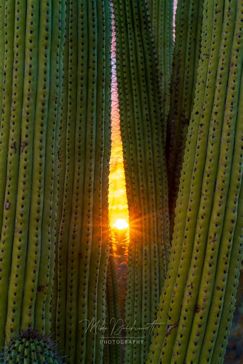 Sunset in the Desert - Organ Pipe Cactus National Monument