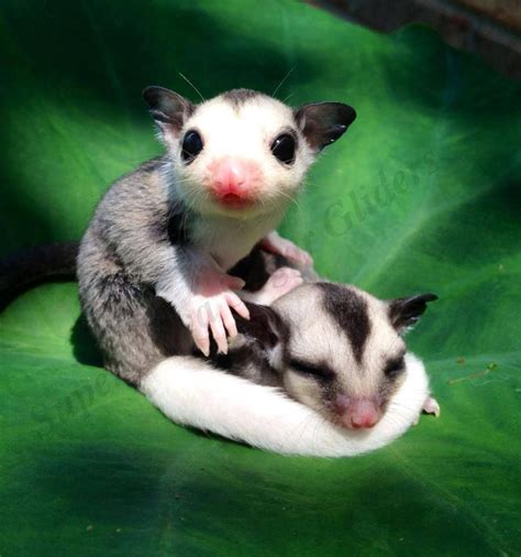 Facebook.com/supernovasugargliders 4 week old Sugar Glider joeys ...