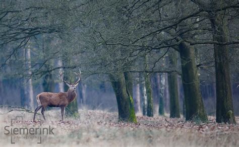 Wildlife the Netherlands – Siemerink Photography