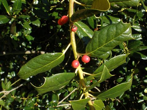 Ilex cornuta (Aquifoliaceae) image 18486 at PhytoImages.siu.edu