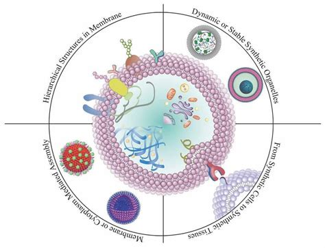 上海交大窦红静团队MRC：大分子组装构筑合成细胞中的多层级结构_功能_合成_组装