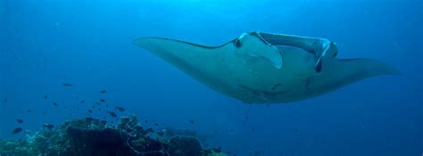 Philippines: Protecting critical habitat for Manta rays in northern ...