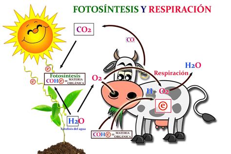 Naturarchives: Metabolismo. Introducción a la Fotosíntesis y Respiración (4º ESO).