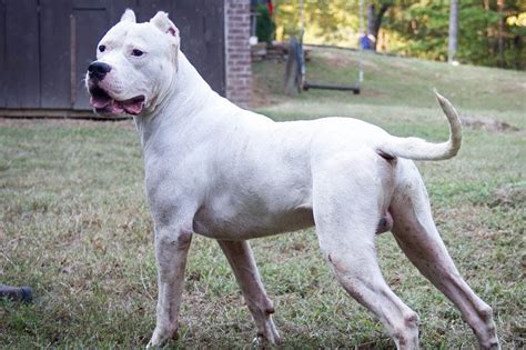 Dogo Argentino Info, Temperament, Life Span, Puppies, Pictures