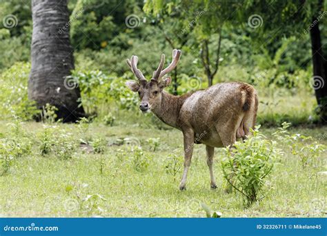 Timor Or Rusa Deer, Cervus Timorensis Stock Image - Image: 32326711