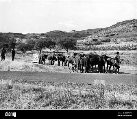 geography / travel, South Africa, Transkei, agriculture / farming Stock ...