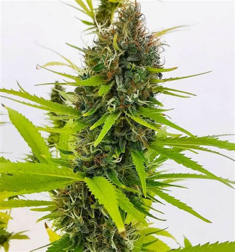 Northern Lights FAST Seeds | Fast Flowering Cannabis Seeds | Seed King