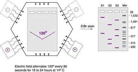 Pulsed-Field Gel Electrophoresis (PFGE): Steps, Applications • Microbe Online