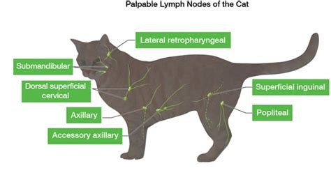 Meine Katze und Ich - Was Sie über die Lymphknoten Ihrer Katze wissen ...