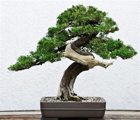 Bonsai Symbolism - What Does It Mean? | Bonsai Tree Gardener