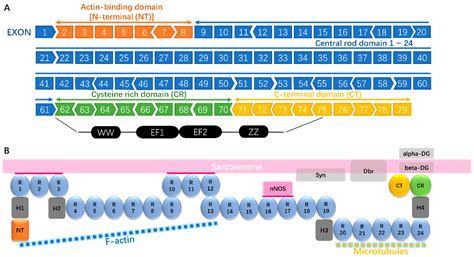 Genes | Free Full-Text | Therapeutic Strategies for Duchenne Muscular Dystrophy: An Update