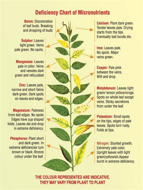 Keys to nutrient deficiency symptoms in crops - Basic Agricultural Study