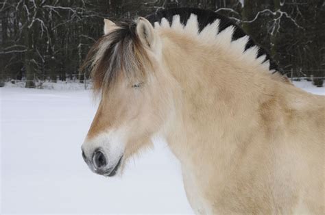 Fjord Horse Breed Profile