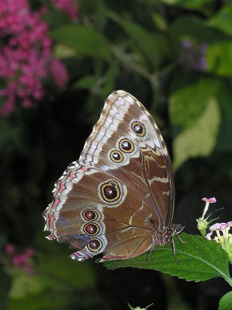 Blue Morpho Butterfly Wings Folded Photograph by Mary Ann Teschan