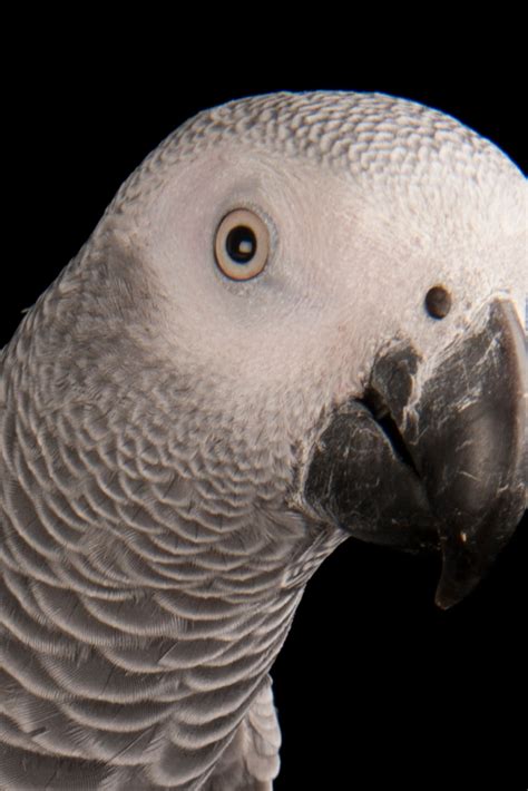 African Grey Parrot Breeding