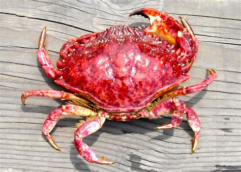 Red Rock Crab Facts, Habitat, Diet, Life Cycle, Pictures