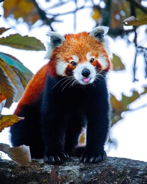 Discovery on Instagram: ““Red pandas are the only living member of the ...