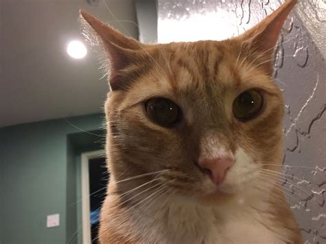 When you accidentally open your front camera... | Ginger cats, Cat s, Funny memes