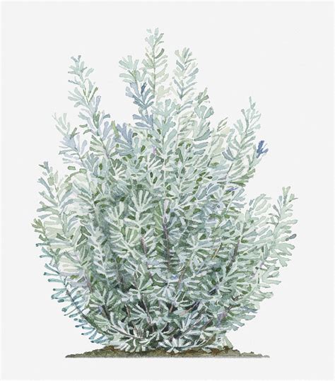 Illustration Of Artemisia Tridentata (sagebrush) Shrub Digital Art by Liz Pepperell