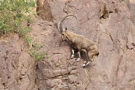 goat, mountain goat, nubian ibex, wildlife, nature, animal, horn, rocks, climbing | Pikist