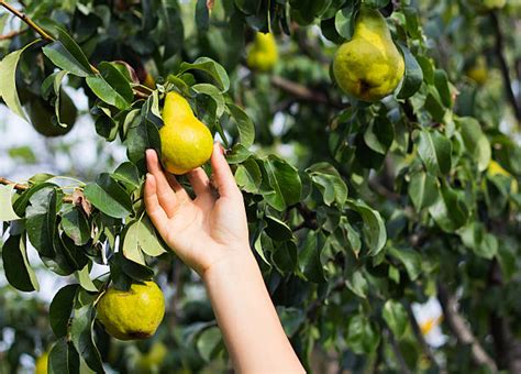 7,400+ Pear Tree Harvesting Stock Photos, Pictures & Royalty-Free Images - iStock