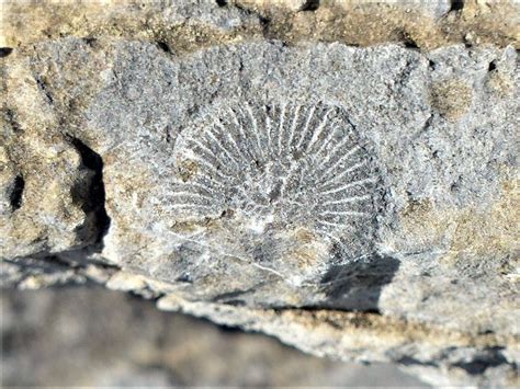 Rugose coral fossil, Poulsallagh, May 2017. | History photos, Natural ...