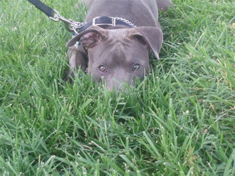 My baby, Blue - PitBulls Photo (7438661) - Fanpop