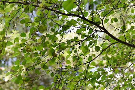 12 Species of Alder Trees for Your Yard