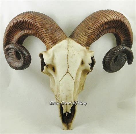 Free photo: Ram Skull - Anatomy, Research, Horns - Free Download - Jooinn