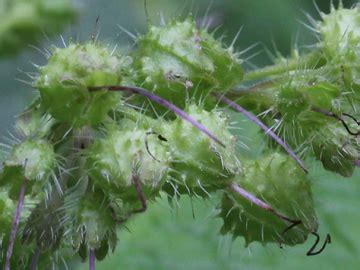 Artenseite: Trachystemon orientalis - Rauling, Abraham-Isaac-Jacob | Bochumer Botanischer Verein ...