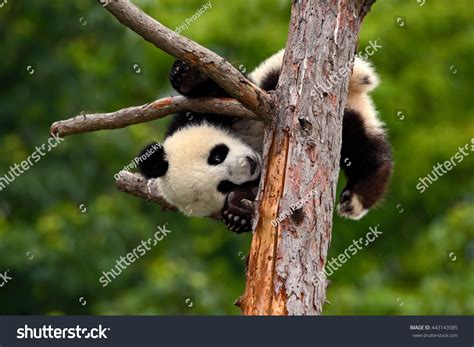 2,647 Baby panda eating Images, Stock Photos & Vectors | Shutterstock