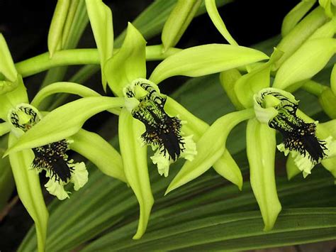 Anggrek Hitam (Coelogyne pandurata)