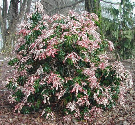 Pieris japonica 'Dorothy Wycoff' | Plants Direct – Victoria, BC