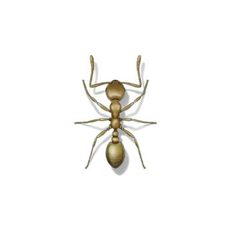 Pharaoh Ant Identification, Habits & Behavior | Isotech Pest Management