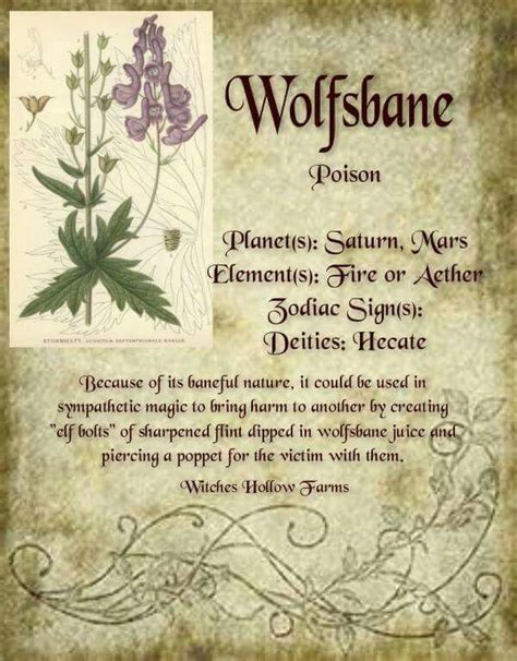 Magic herbs, Witchcraft, Witch herbs