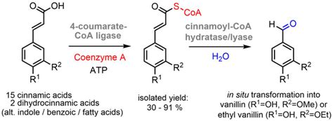 Coenzyme A Synthesis