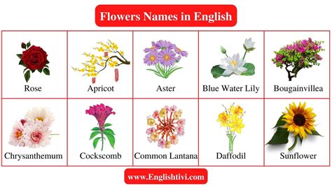 Flowers Name: List of a Flowers Name in English - Englishtivi