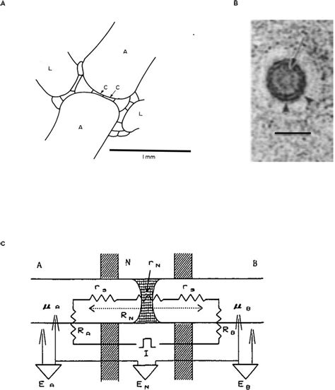 Structure of the nodal complex. (A) In this diagram of longitudinal ...