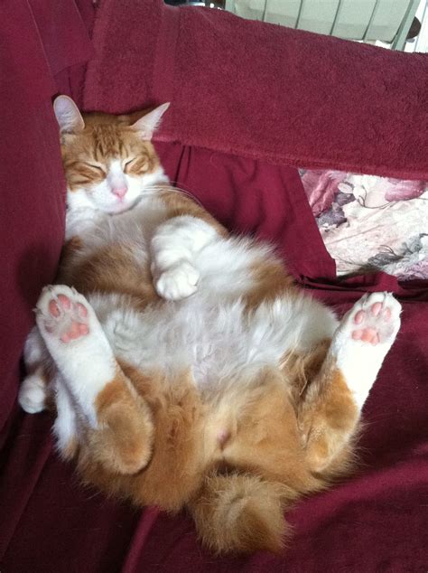 This is how to relax! American Bobtail Cat! #PurinaSweeps American Bobtail Cat, Abyssinian Cats ...